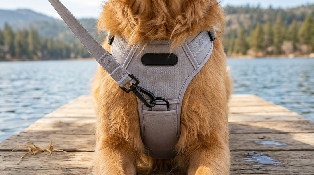 Durable tactical dog harness worn by a Golden Retriever near a lake, featuring a front clip for effective no-pull training and control.