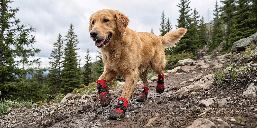 Golden Retriever wearing waterproof red dog boots running confidently on a muddy mountain trail.