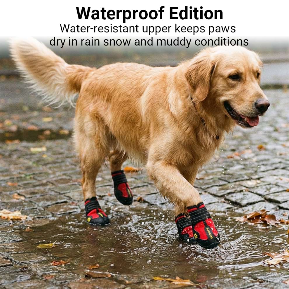Dog walking through a puddle in waterproof dog boots for rain, keeping paws dry in wet and muddy conditions.